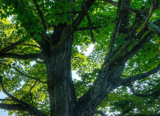 粉象生活在家买东西