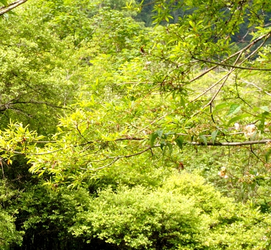 粉象生活收款后怎么开通