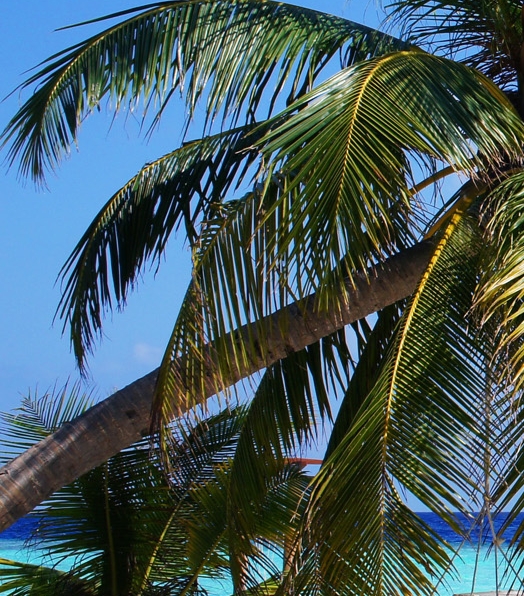 粉象生活做法大全