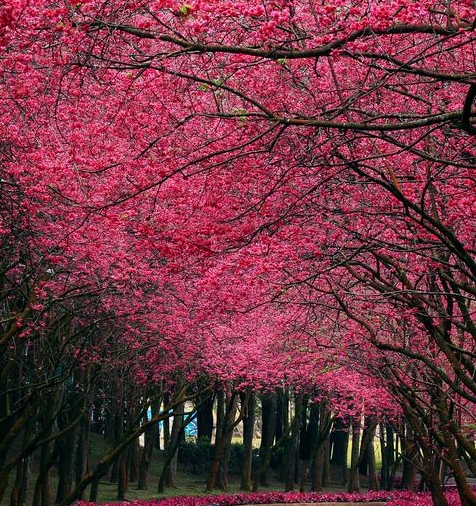 粉象生活淘宝客可以做吗