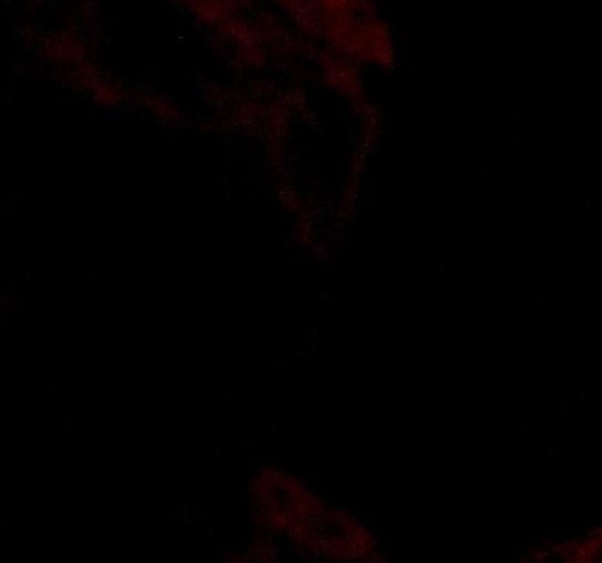 粉象生活购物中文