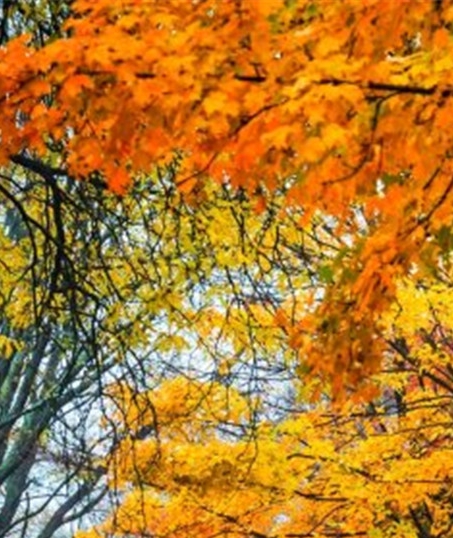 安徽口碑粉象生活推广