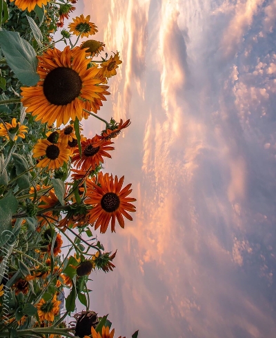 分钟和粉象生活