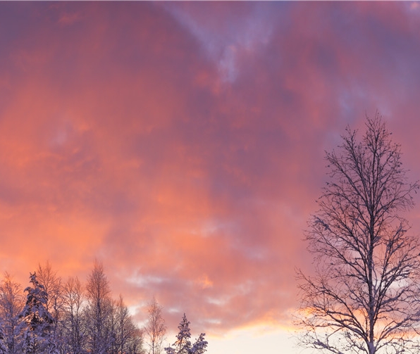 粉象生活销售模式