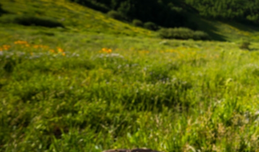 粉象生活是干嘛的APP