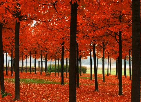 粉象生活下载app