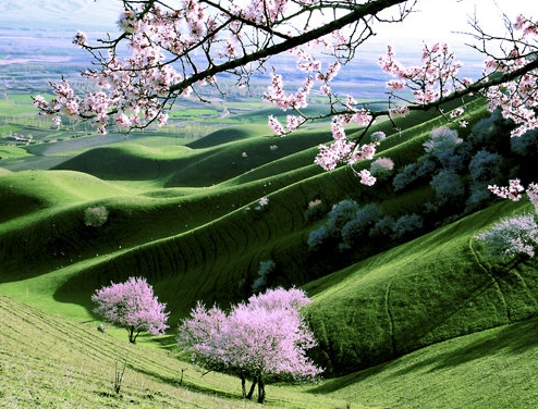 粉象生活苹果手机怎么用不了