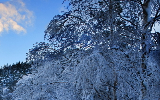 粉象生活的推荐人在哪里