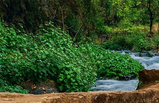 粉象生活靠什么赚钱