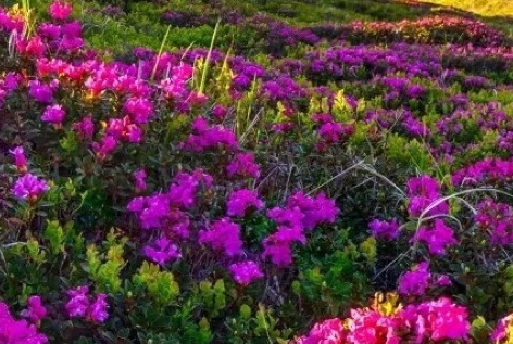 粉象生活分享后怎么没有佣金