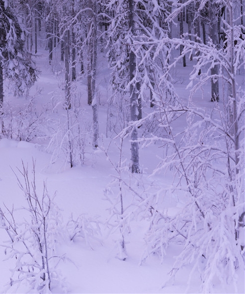 粉象生活赚钱教程