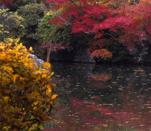 粉象生活介绍