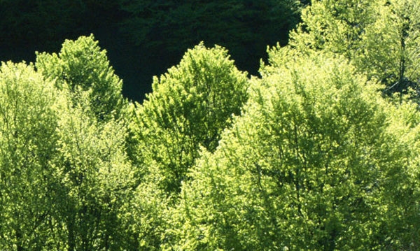 粉象生活怎么赚钱