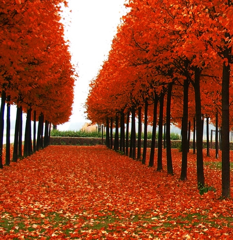 粉象生活怎么推广引流加粉丝