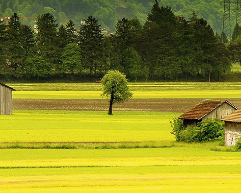 粉象生活一天几百是真是假