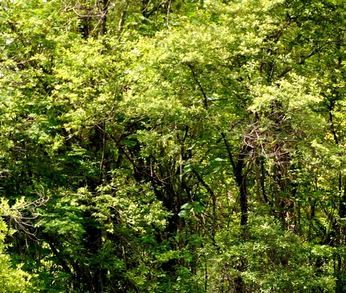 粉象生活下载app