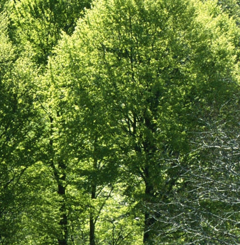 粉象生活平台图片