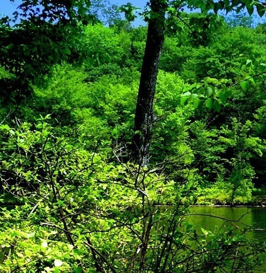 粉象生活加油怎么操作