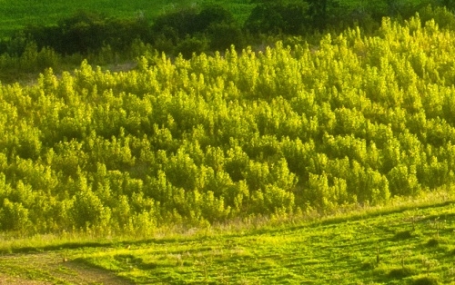 吉林低聚肽粉代理