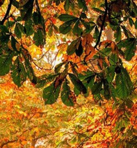 粉象生活邀请码