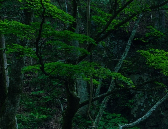 粉象生活怎么赚钱的