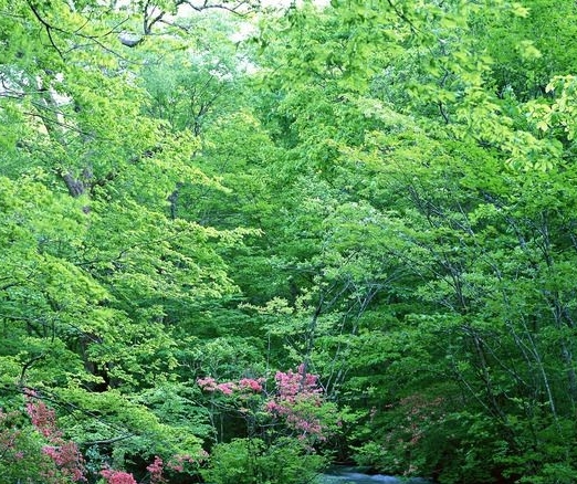 我的粉象生活怎么打不开了