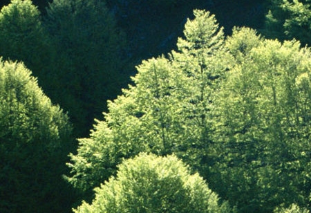 粉象生活最多发几个邀请码