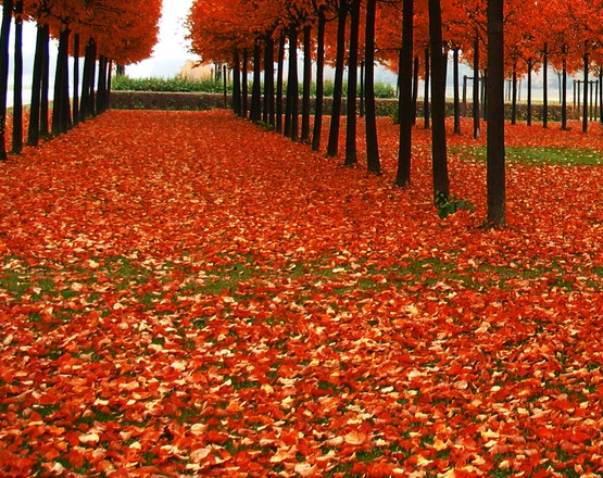 粉象生活下载app