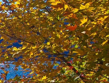 粉象生活是干嘛的