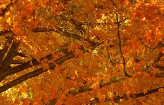 粉象生活公司文案