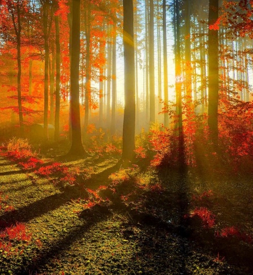 社交电商的发展趋势