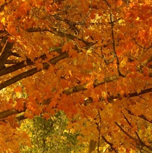 粉象生活要交钱吗