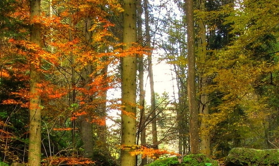 粉象生活是什么