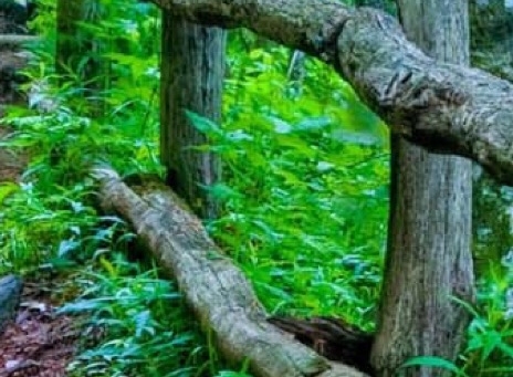 粉象生活真实收入