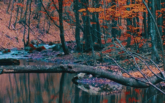 粉象生活信用卡单位名称