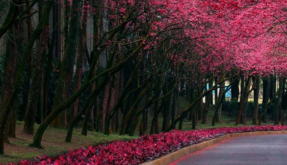 粉象生活加油怎么操作