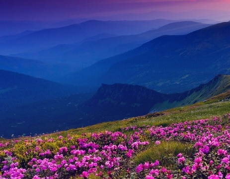 粉象生活下载app