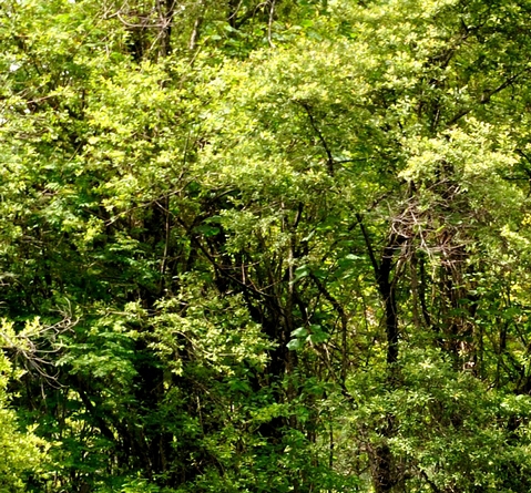 粉象生活怎么推广引流加粉丝
