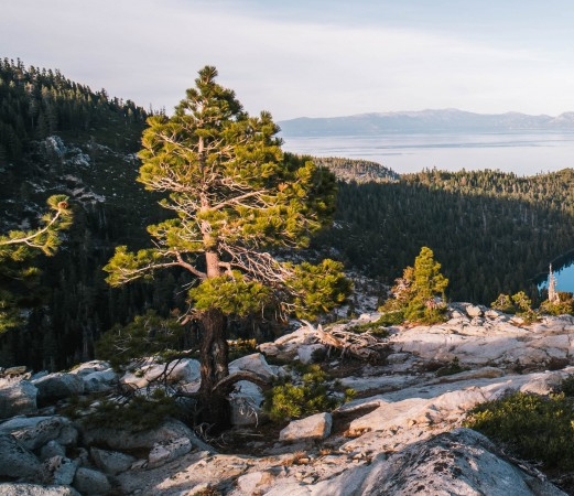 生活在左销售模式