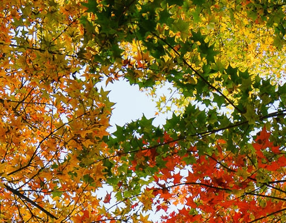 螺狮粉的营销战略