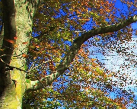 粉象生活的广告收入