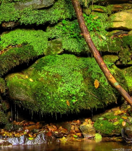 粉象生活下载app