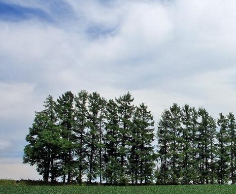 公象独自生活不危险吗