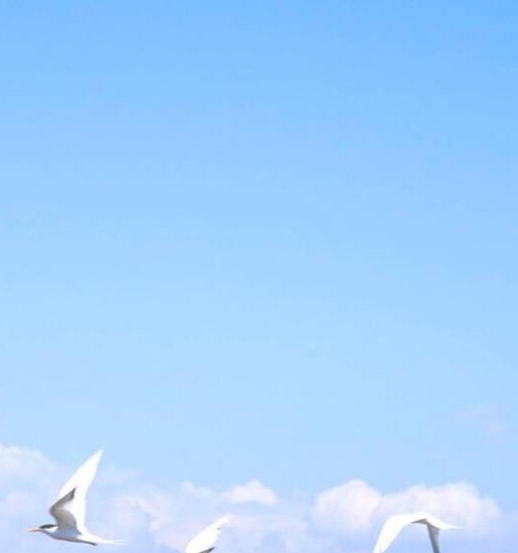 粉象生活和淘宝什么关系