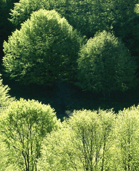 粉象生活邀请码