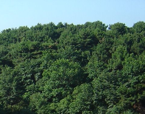 粉象生活闪闪是谁