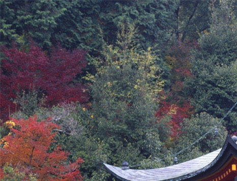 粉象生活推广软文