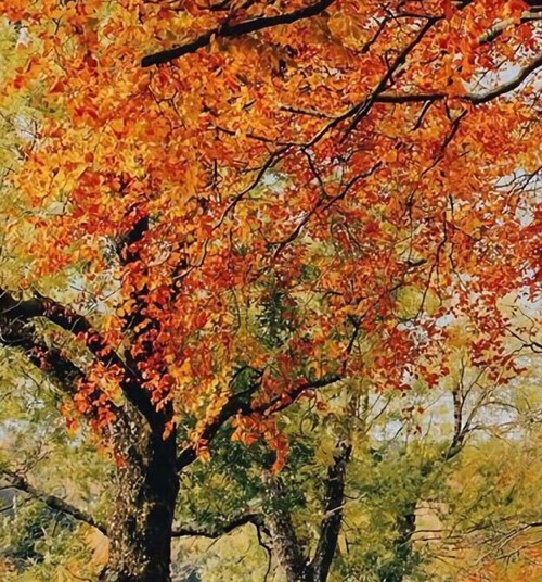 粉象生活邀请码