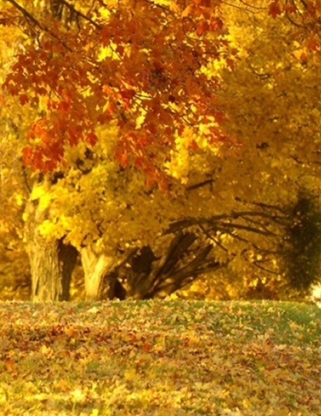 粉象生活官网app下载安装