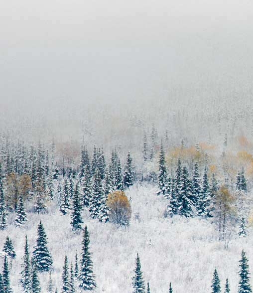 粉象生活菜鸟驿站